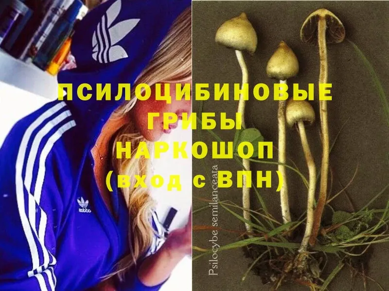 Псилоцибиновые грибы Psilocybe  Орехово-Зуево 